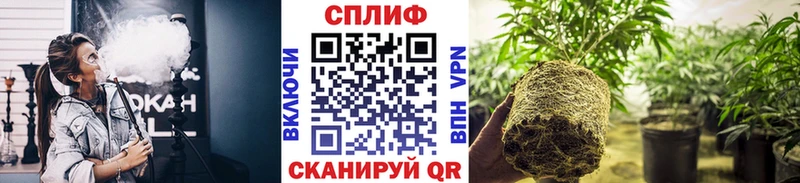 Каннабис конопля  Малгобек 